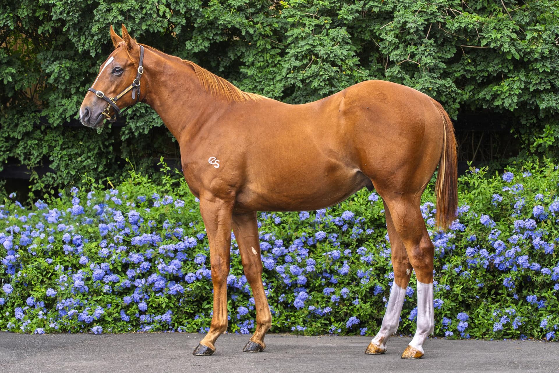 Saxon Warrior (JPN) x Heroine (AUS)