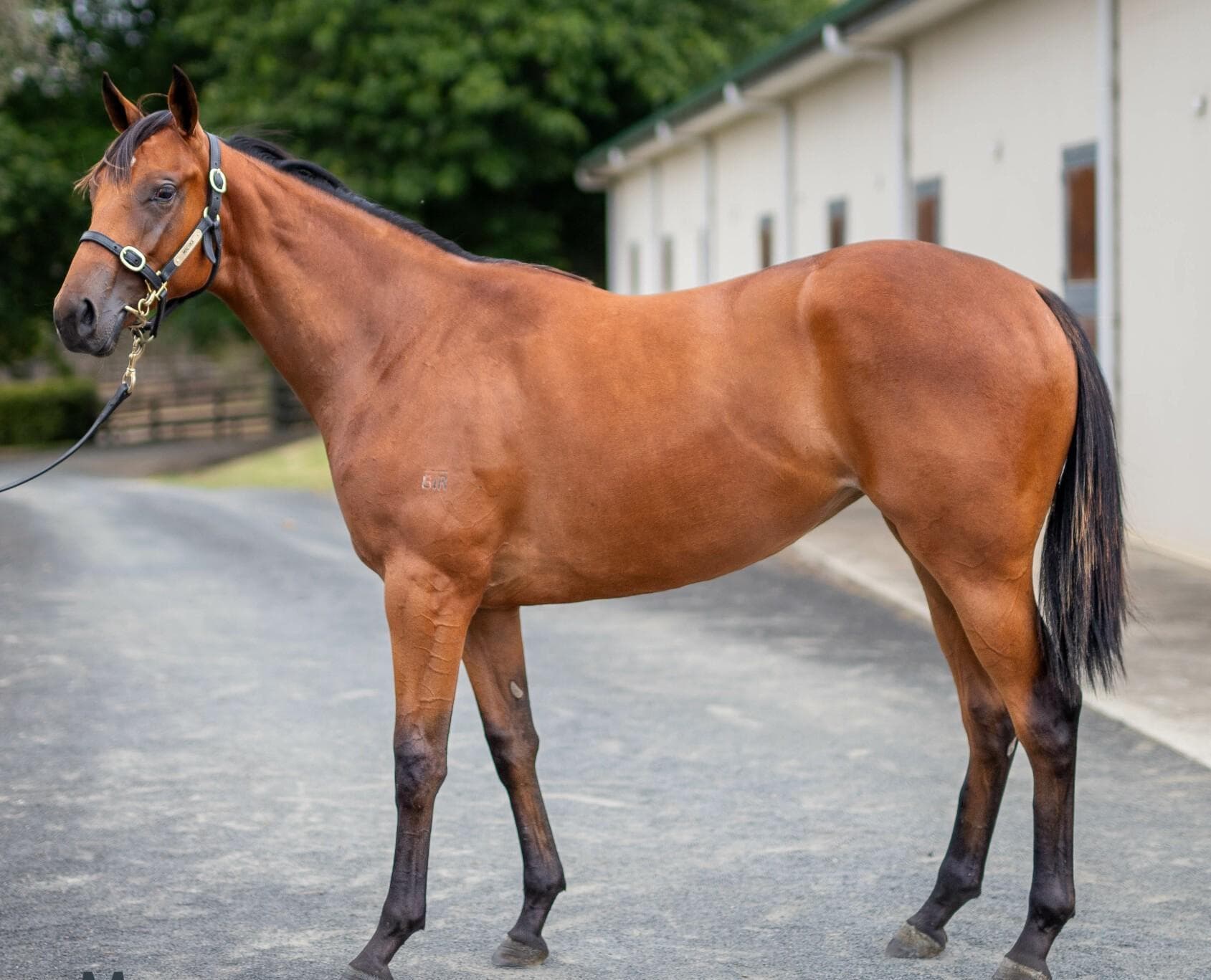 Written By (AUS) x Darazani (AUS)