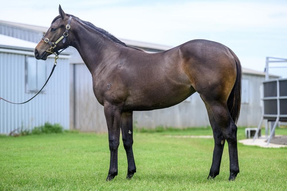 Hellbent (AUS) X Ambers Waltz (AUS)