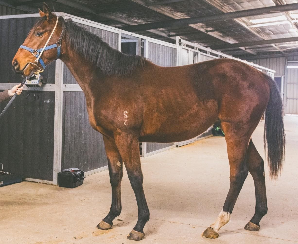 Astern (AUS) x Shacarde (AUS)