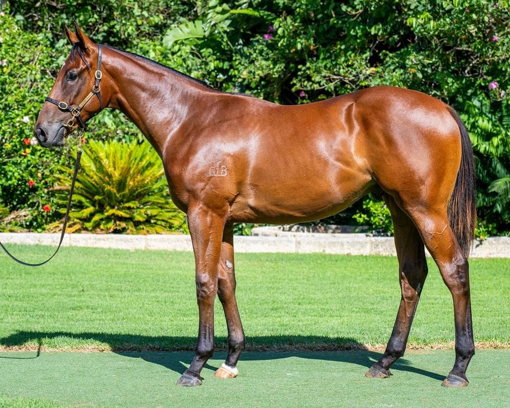 Shooting to win (AUS) x Amarillo Rose (AUS)