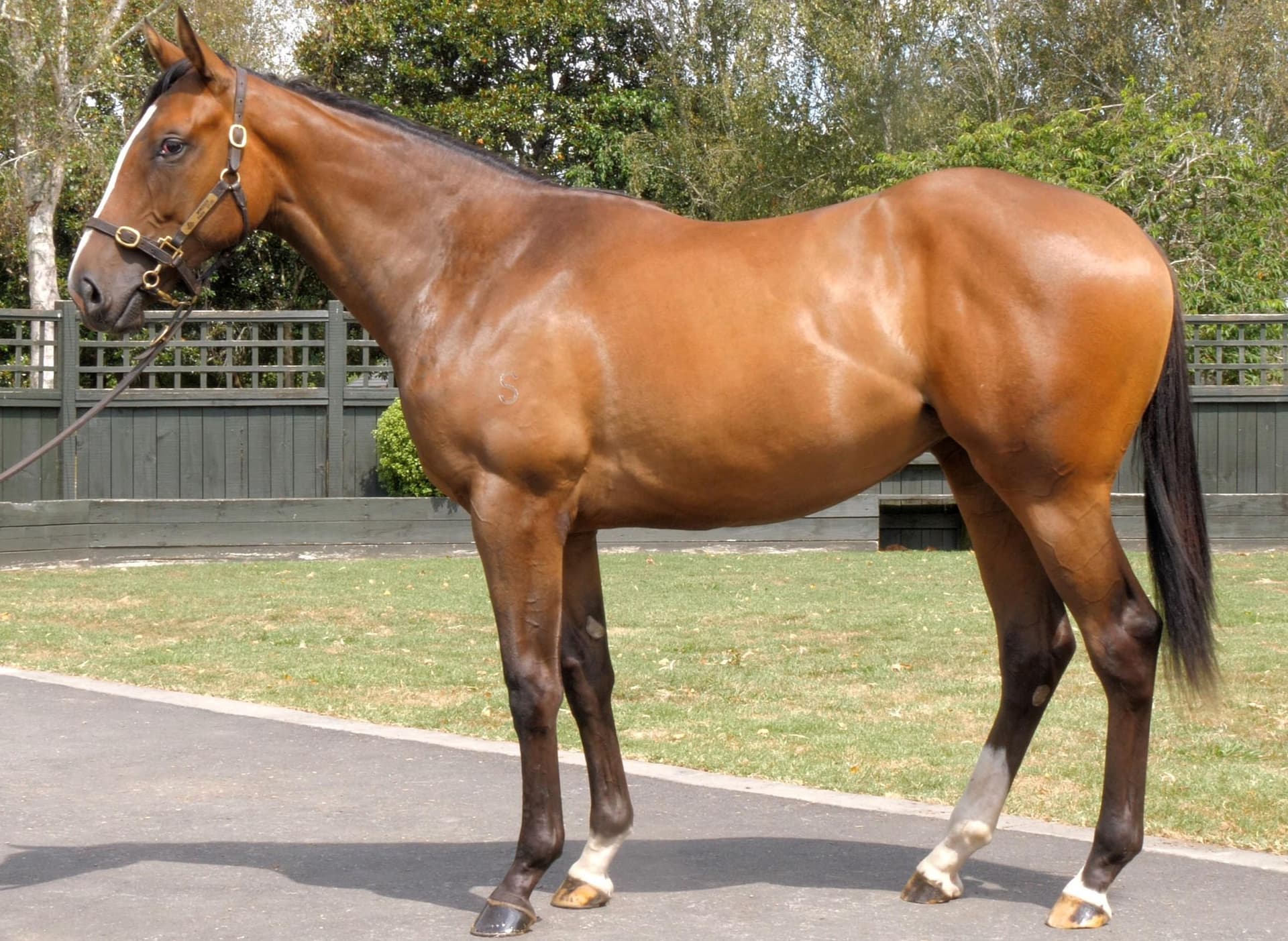 Shamexpress (NZ) x Missile Crisis (NZ)