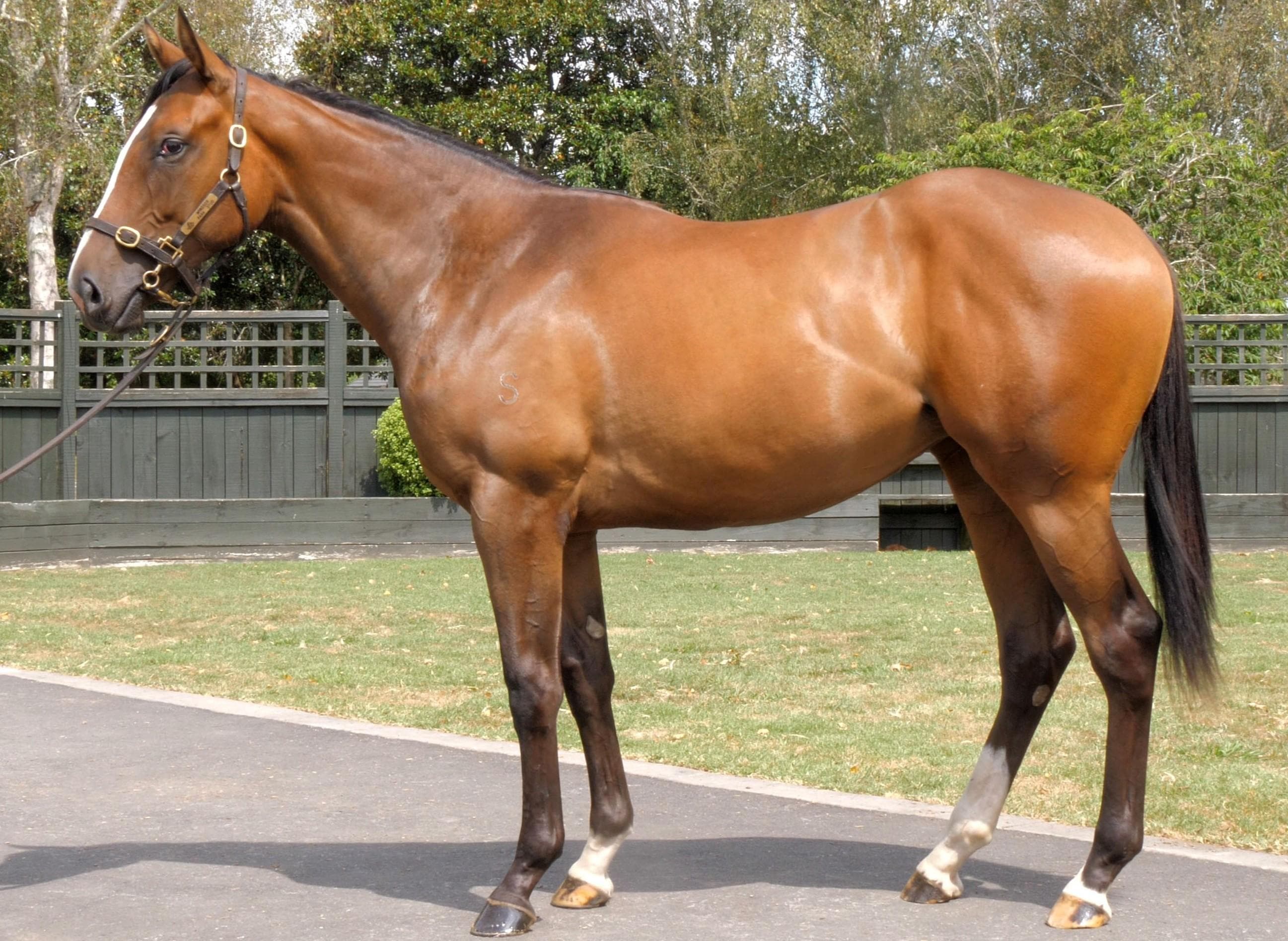 Shamexpress (NZ) x Missile Crisis (NZ)