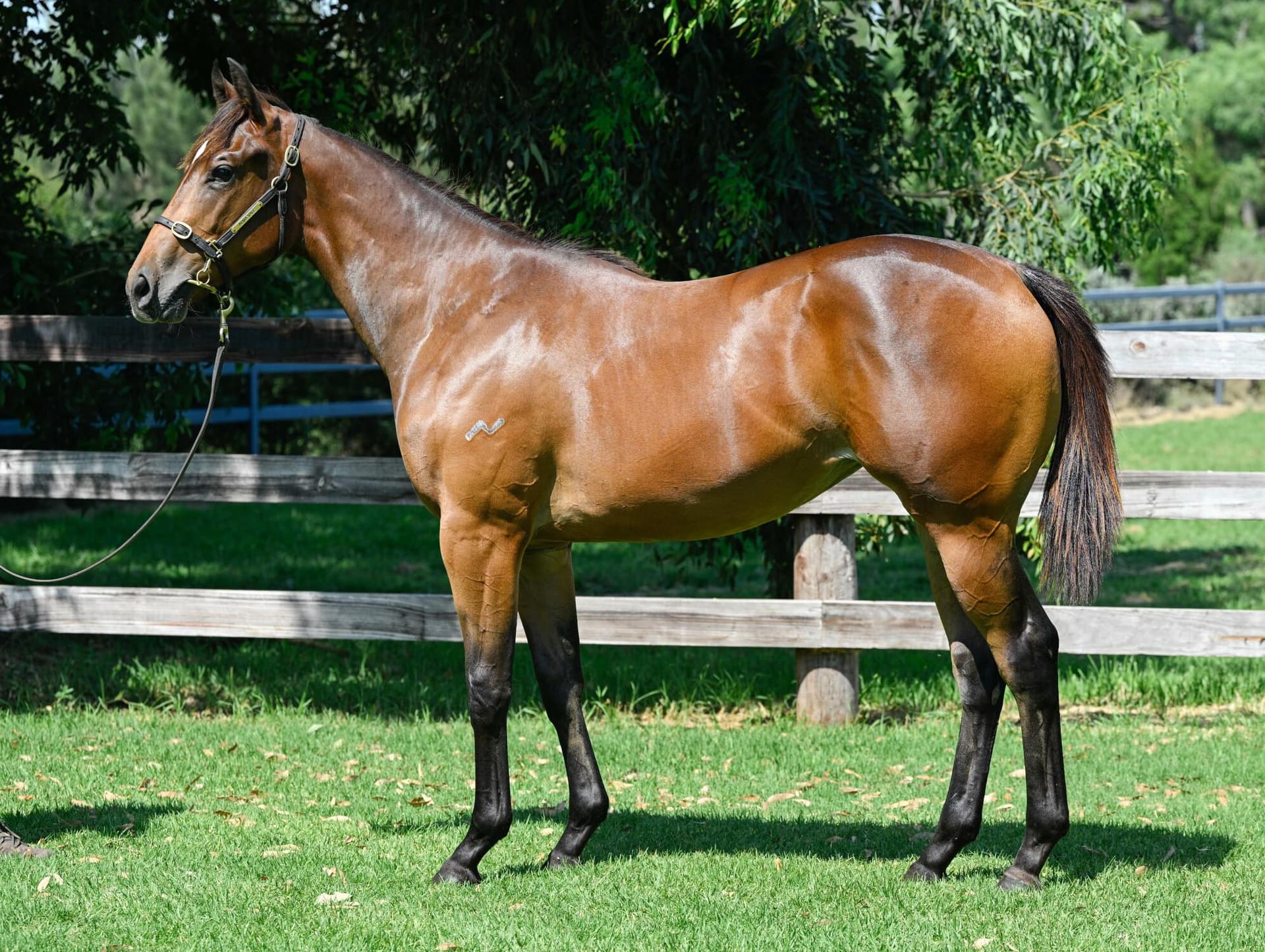 Tassort (AUS) x Our Whirled (AUS)